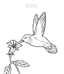 Bird Coloring Page 1 for kids
