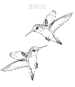 Bird Coloring Page 3 for kids