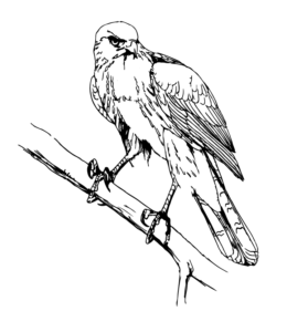 Feeder Bird Cooper Hawk Coloring Page for kids