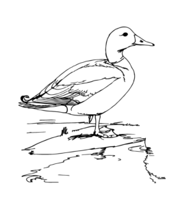 Feeder Bird Mallard Coloring Page for kids
