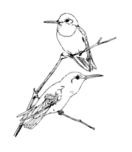 Feeder Bird Ruby Throated Hummingbird Coloring Page for kids