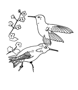 Feeder Bird Rufous Hummingbird Coloring Page for kids