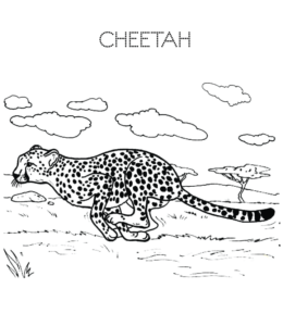 Running Cheetah coloring page  for kids