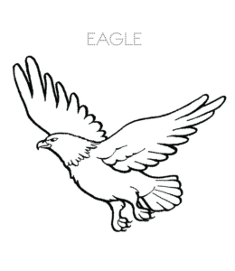 Soaring Eagle coloring image  for kids