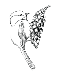 7400 Top Free Coloring Pages Of Bird Feeder Download Free Images