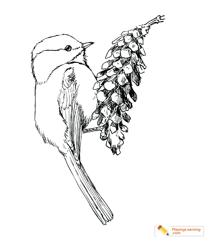 Bird Black Capped Chickadee Coloring Page for kids
