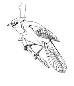 Feeder Bird Blue Jay Coloring Page for kids