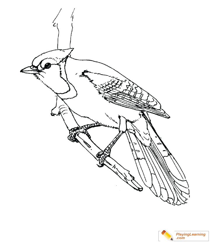 Bird Blue Jay Coloring Page for kids