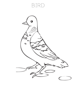 Bird Coloring Page 7 for kids
