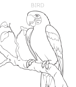Bird Coloring Page 8 for kids