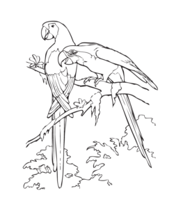 Bird Coloring Page 9 for kids