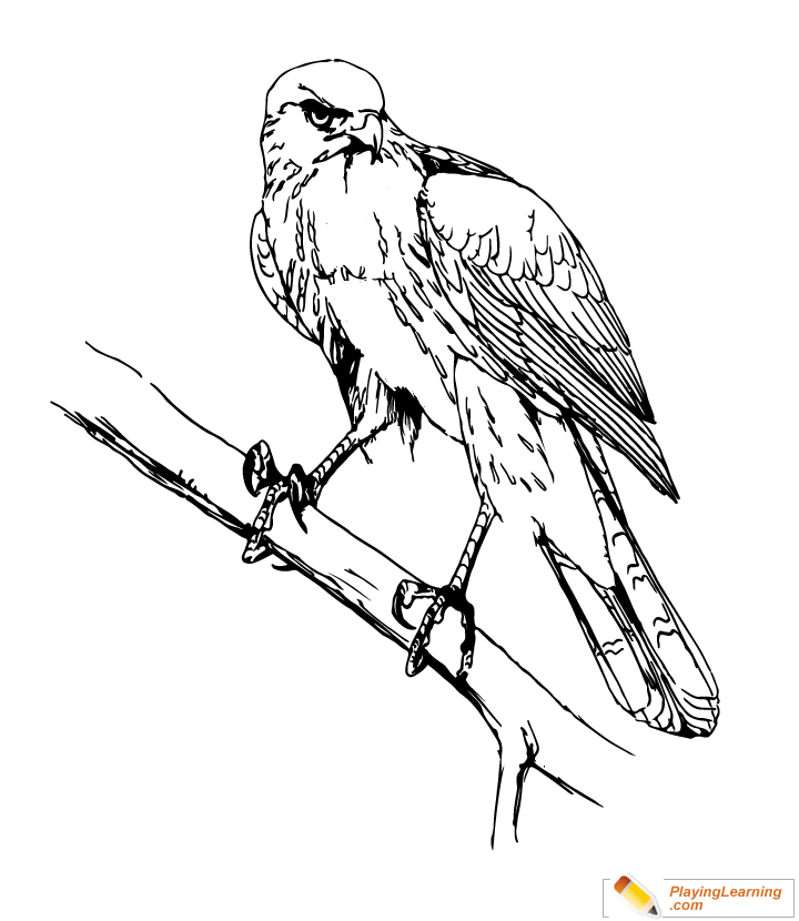 Bird Cooper Hawk Coloring Page for kids