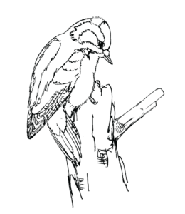 Feeder Bird Downy Woodpecker Coloring Page for kids