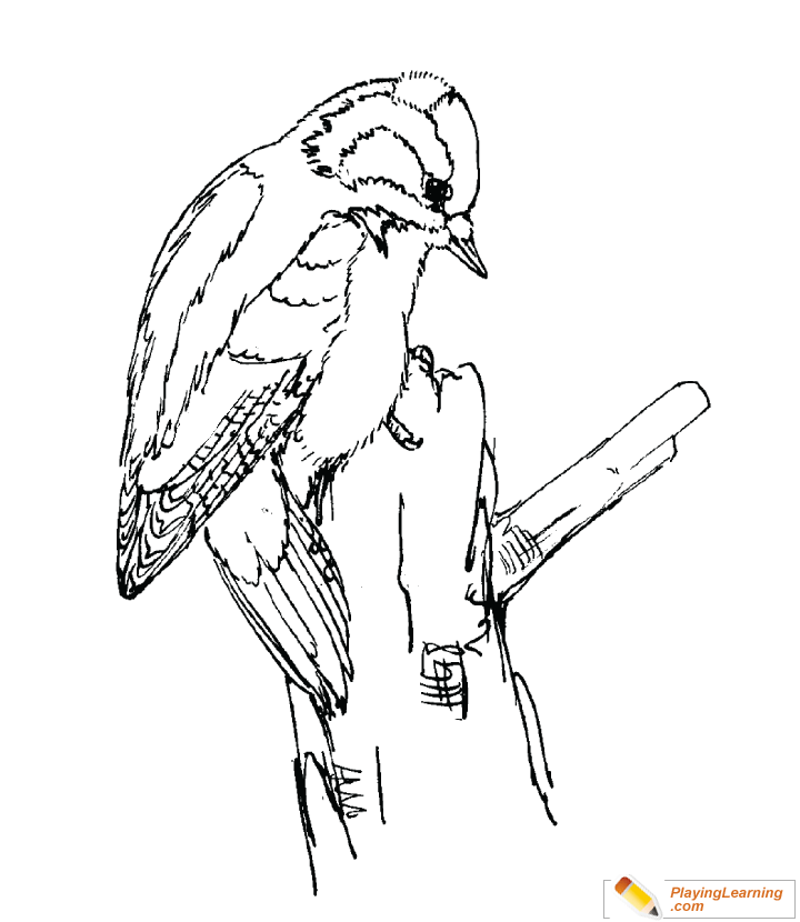 Bird Downy Woodpecker Coloring Page for kids