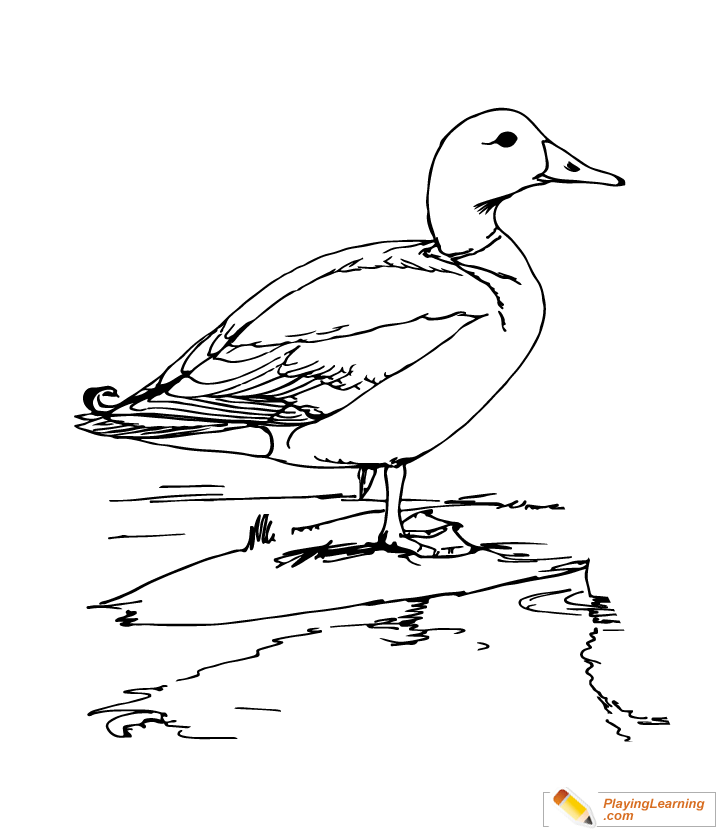 Download Bird Mallard Coloring Page | Free Bird Mallard Coloring Page