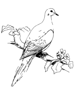 Feeder Bird Mourning Dove Coloring Page for kids