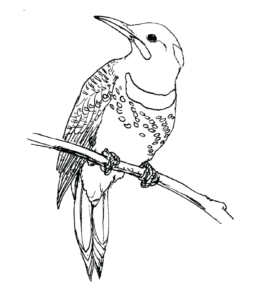 Feeder Bird Northern Flicker Coloring Page for kids