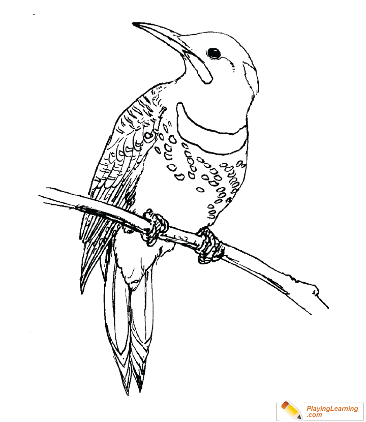 Bird Northern Flicker Coloring Page for kids