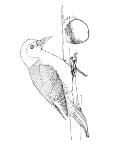 Feeder Bird Red Bellied Woodpecker Coloring Page for kids