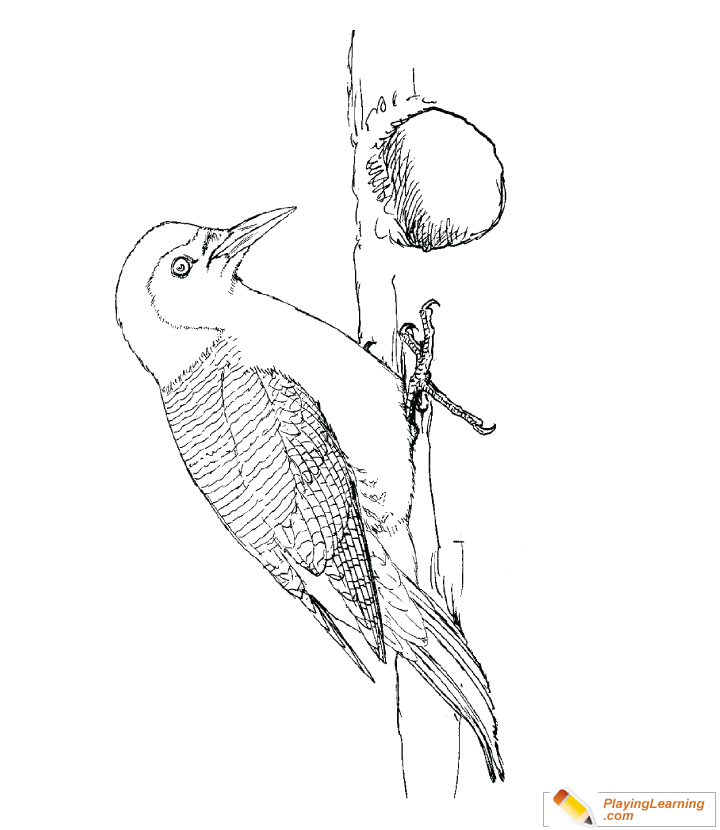 Bird Red Bellied Woodpecker Coloring Page for kids