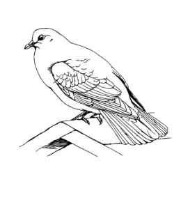 Feeder Bird Rock Dove Coloring Page for kids