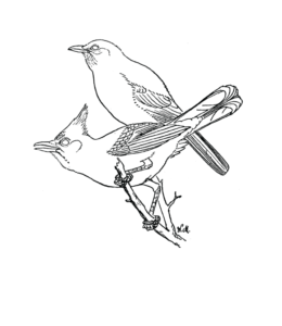 Feeder Bird Scrub Jay Coloring Page for kids