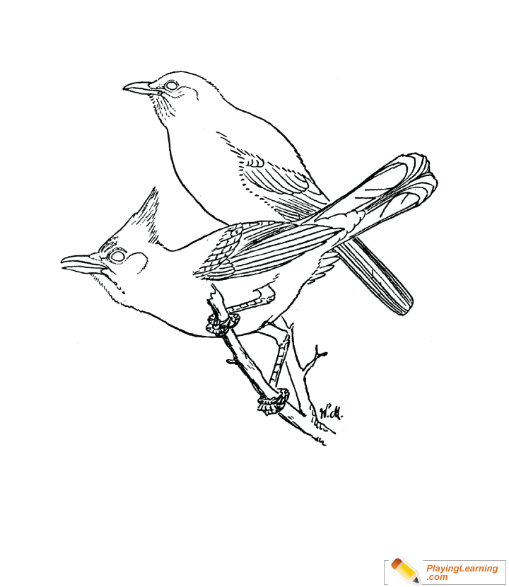 Bird Scrub Jay Coloring Page for kids