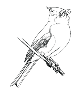 Feeder Bird Tufted Titmouse Coloring Page for kids