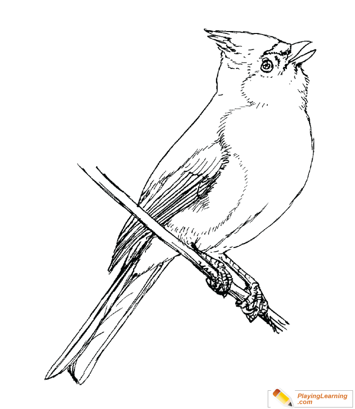 Bird Tufted Titmouse Coloring Page for kids