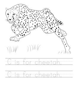 C is for Cheetah writing practice sheet for kids