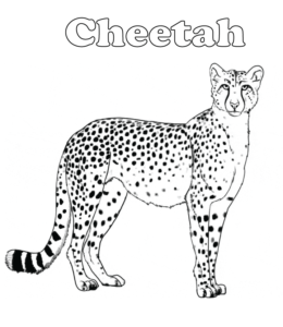 Cheetah coloring page  for kids