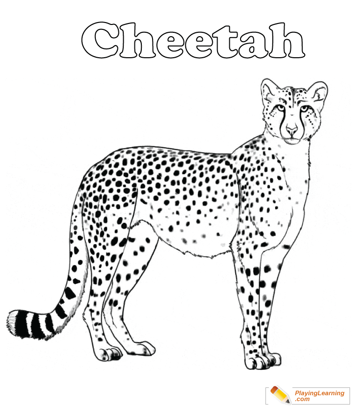 Cheetah Coloring Page  for kids