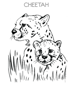 Cheetahs coloring page  for kids
