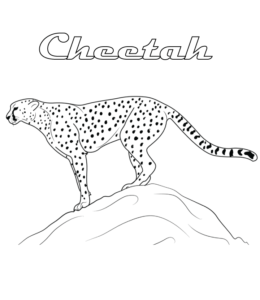 Cheetah coloring page  for kids