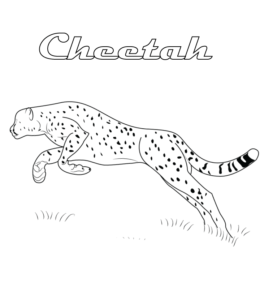 Leaping Cheetah coloring page  for kids