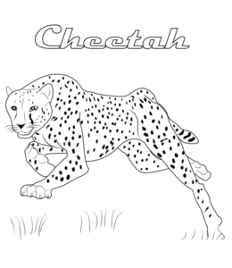 Crouchng Cheetah coloring page  for kids
