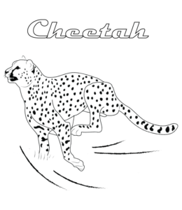 Running Cheetah coloring sheet  for kids