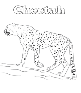 Cheetah walking coloring page  for kids