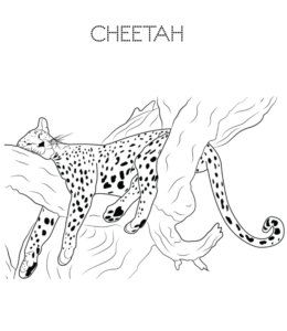 Cheetah sleeping on a tree coloring page  for kids