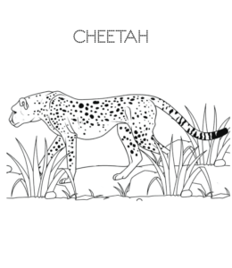 Cheetah walking coloring page  for kids