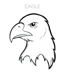 Easy Bald Eagle head coloring page  for kids
