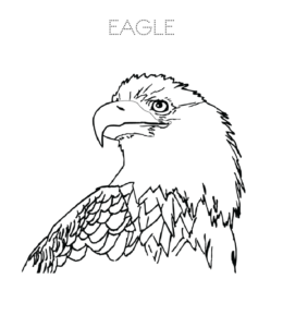 Easy Bald Eagle head coloring page  for kids