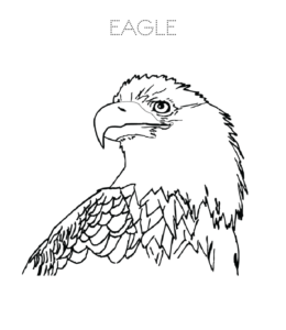 eagle coloring pages  playing learning