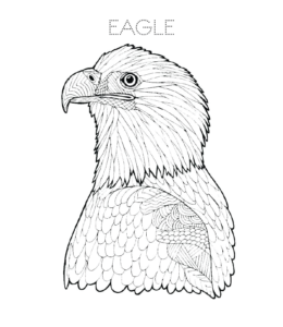 Bald Eagle head coloring page  for kids