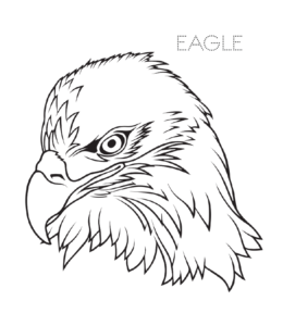 Magnificent Eagle head coloring page  for kids