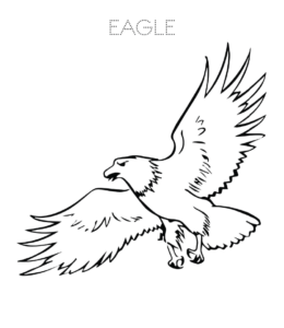 Bald Eagle flying printable picture  for kids