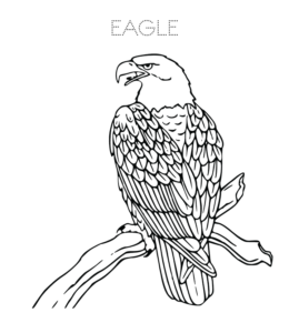 Bald Eagle on tree branch coloring picture  for kids