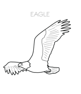 Flying Eagle coloring image  for kids