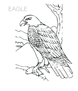 Eagle standing on a branch coloring picture  for kids