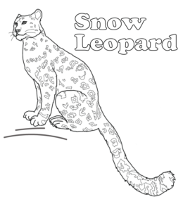 Snow Leopard coloring page  for kids